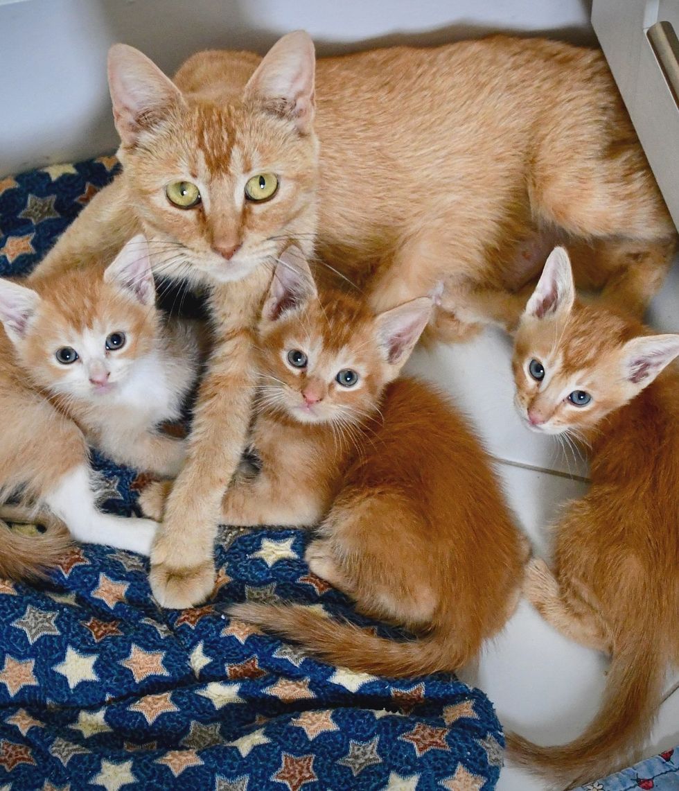 Violet with her orange kittens on star blanket, early days still nursing