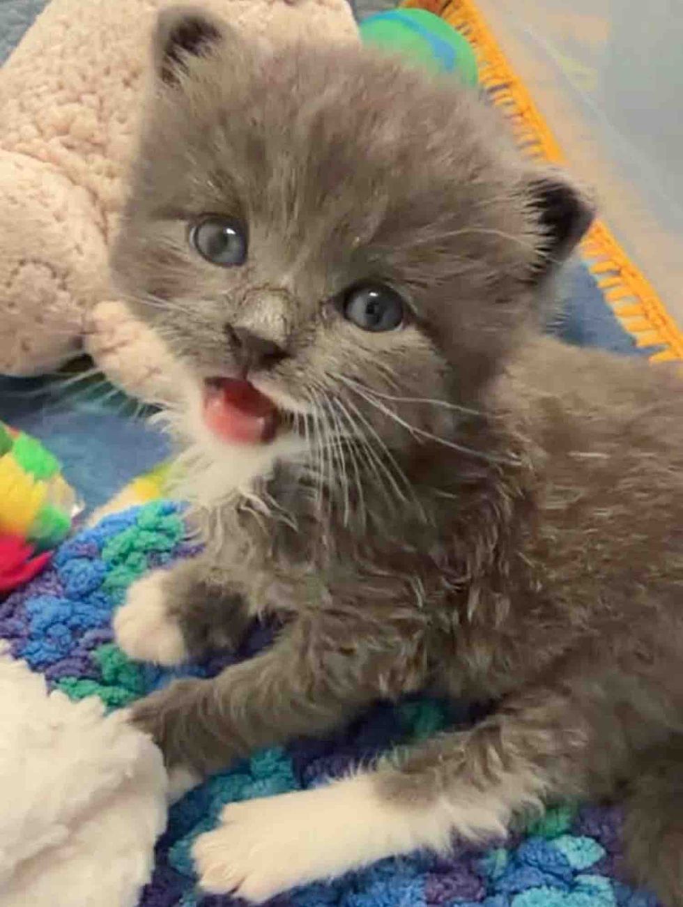 vocal gray kitten talkative