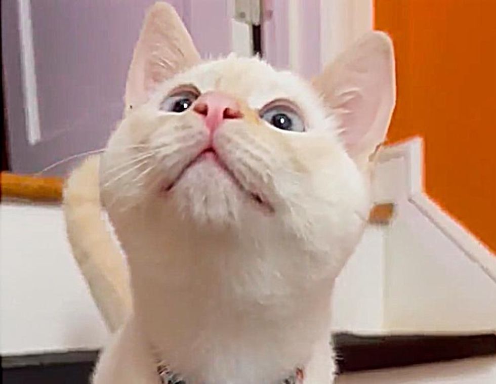 vocal kitten curious