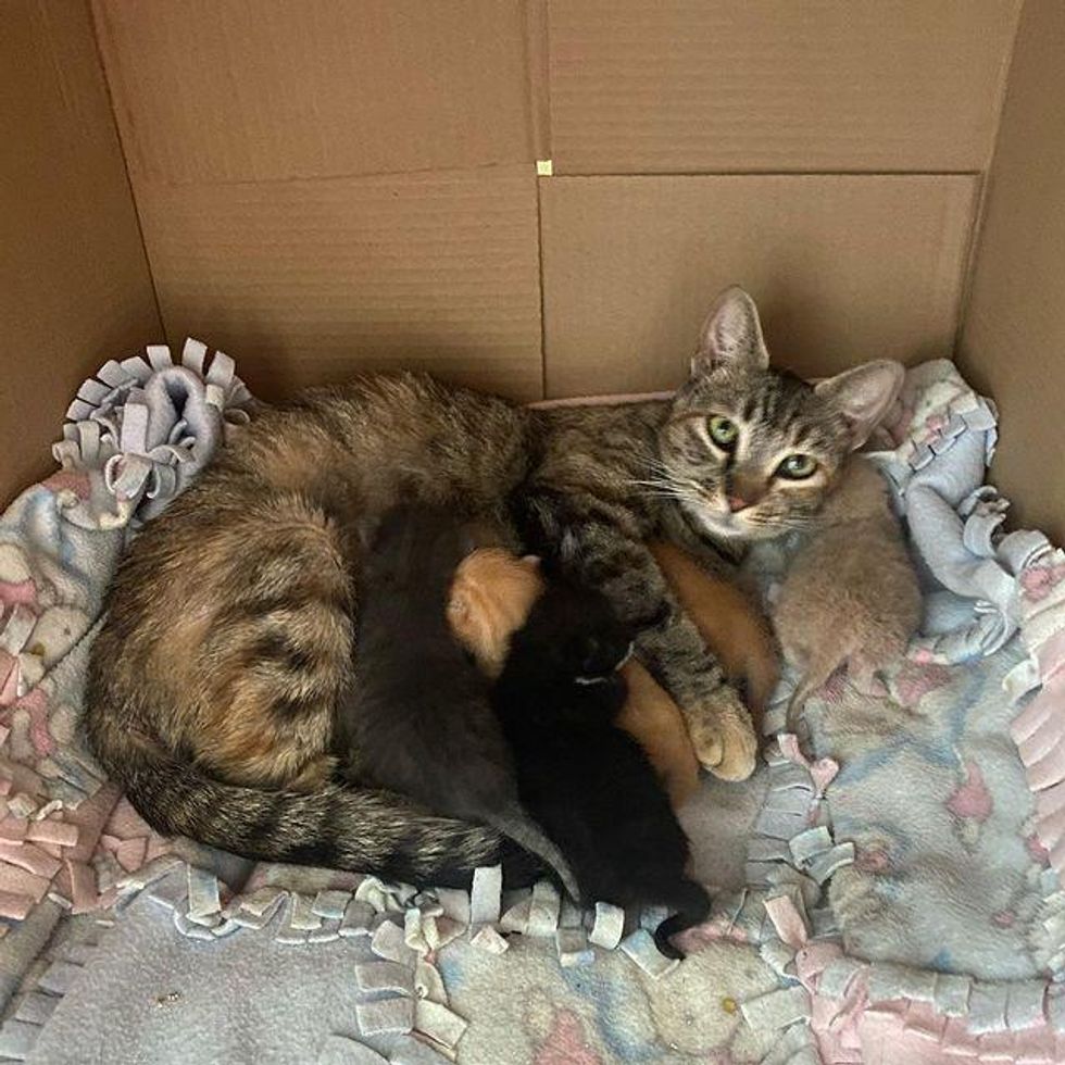 warehouse cat, mouser, kittens, mom cat