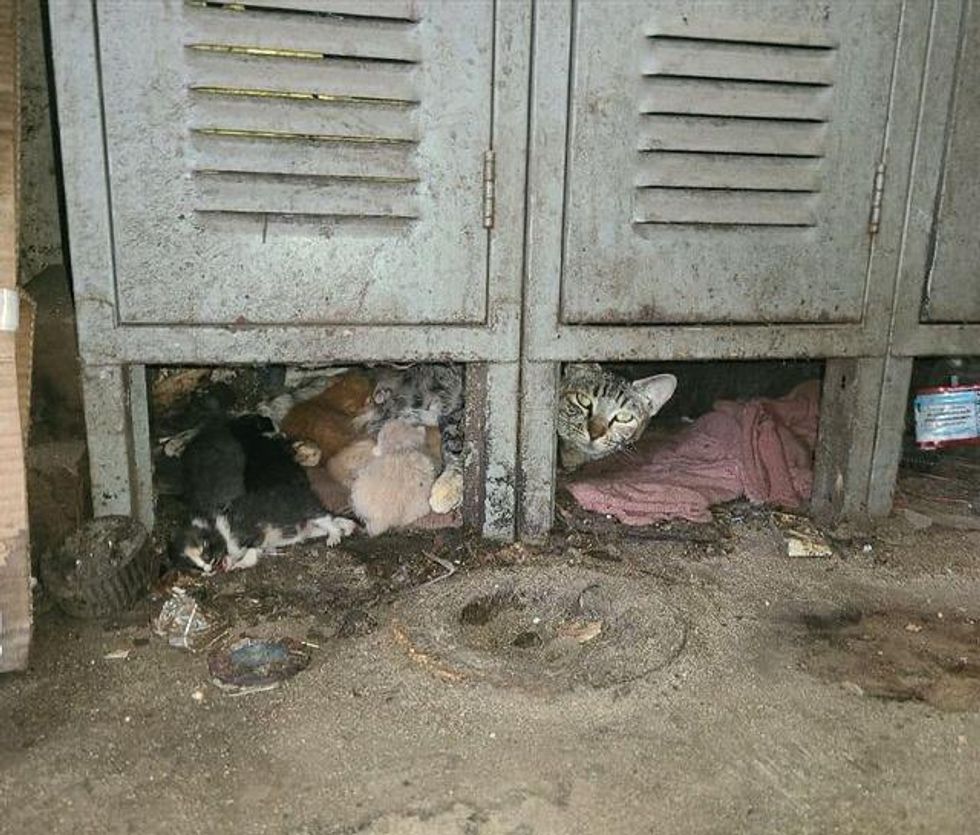 warehouse cat, mouser, kittens, mom cat