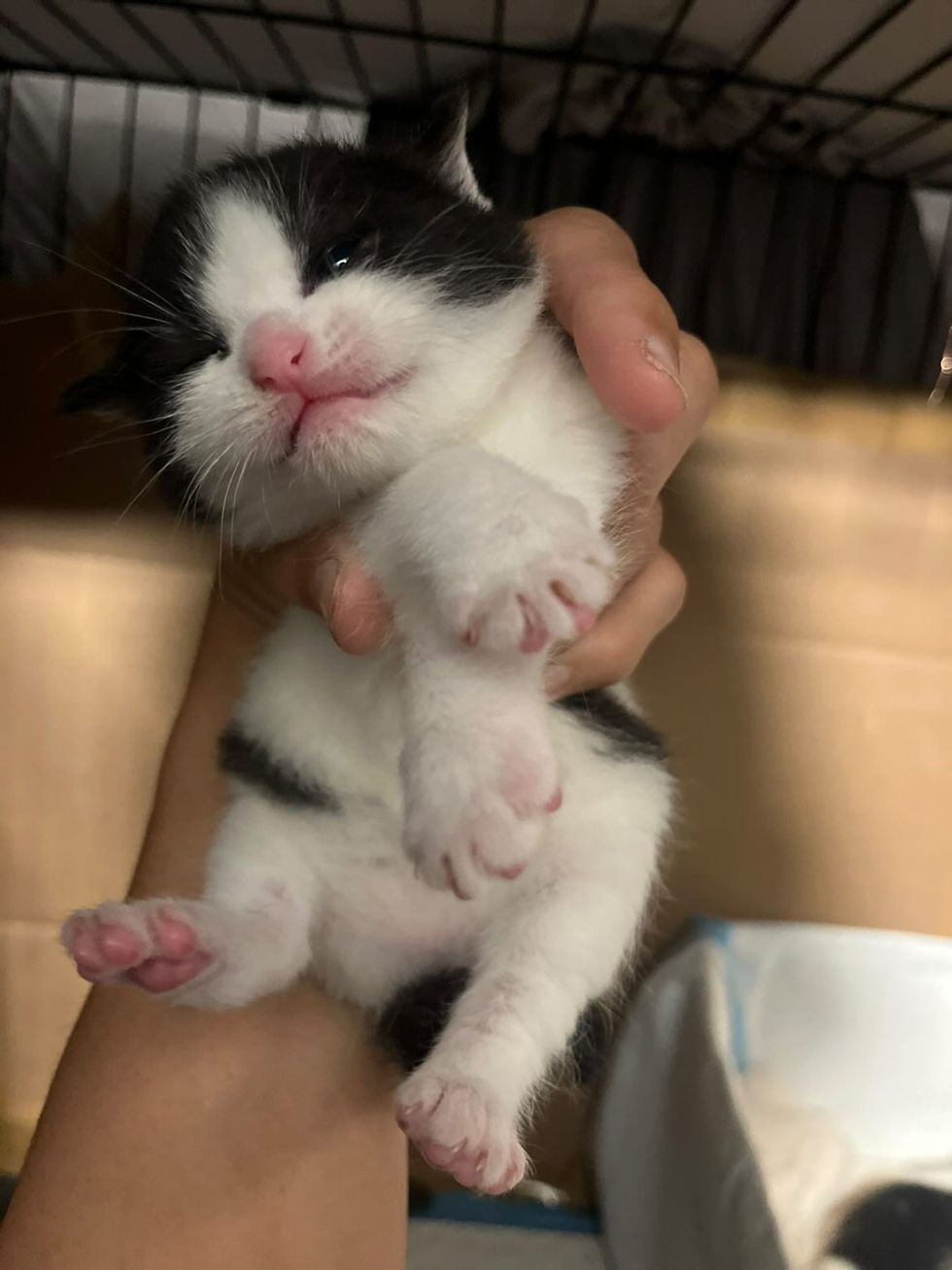 white and black kitten being held