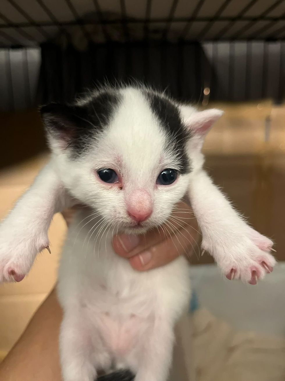 white and black kitten being held