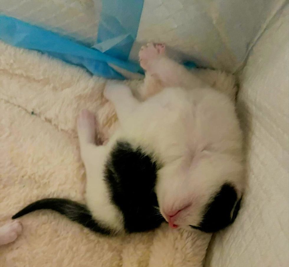white and black kitten sleeping on blanket