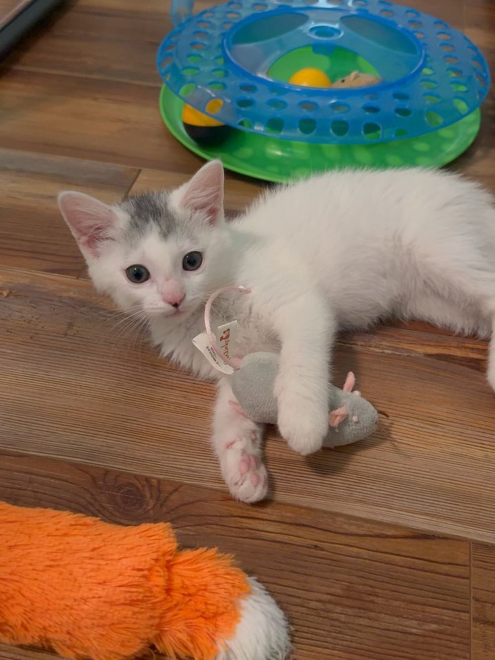 White cat laying on side on wood floor with gray mouse in hand playing