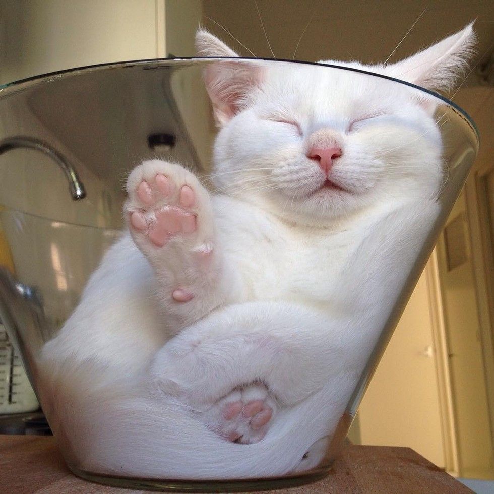 white cat loves sleeping in glass bowl