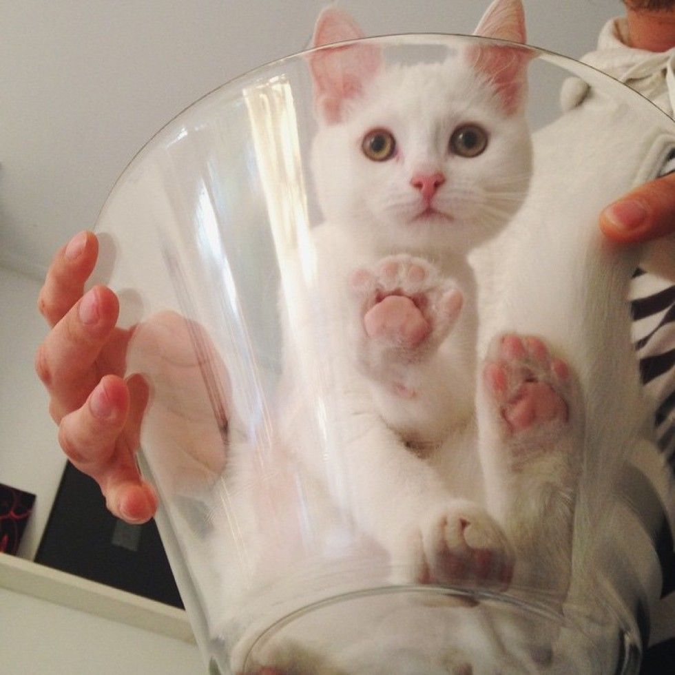 white cat loves sleeping in glass bowl