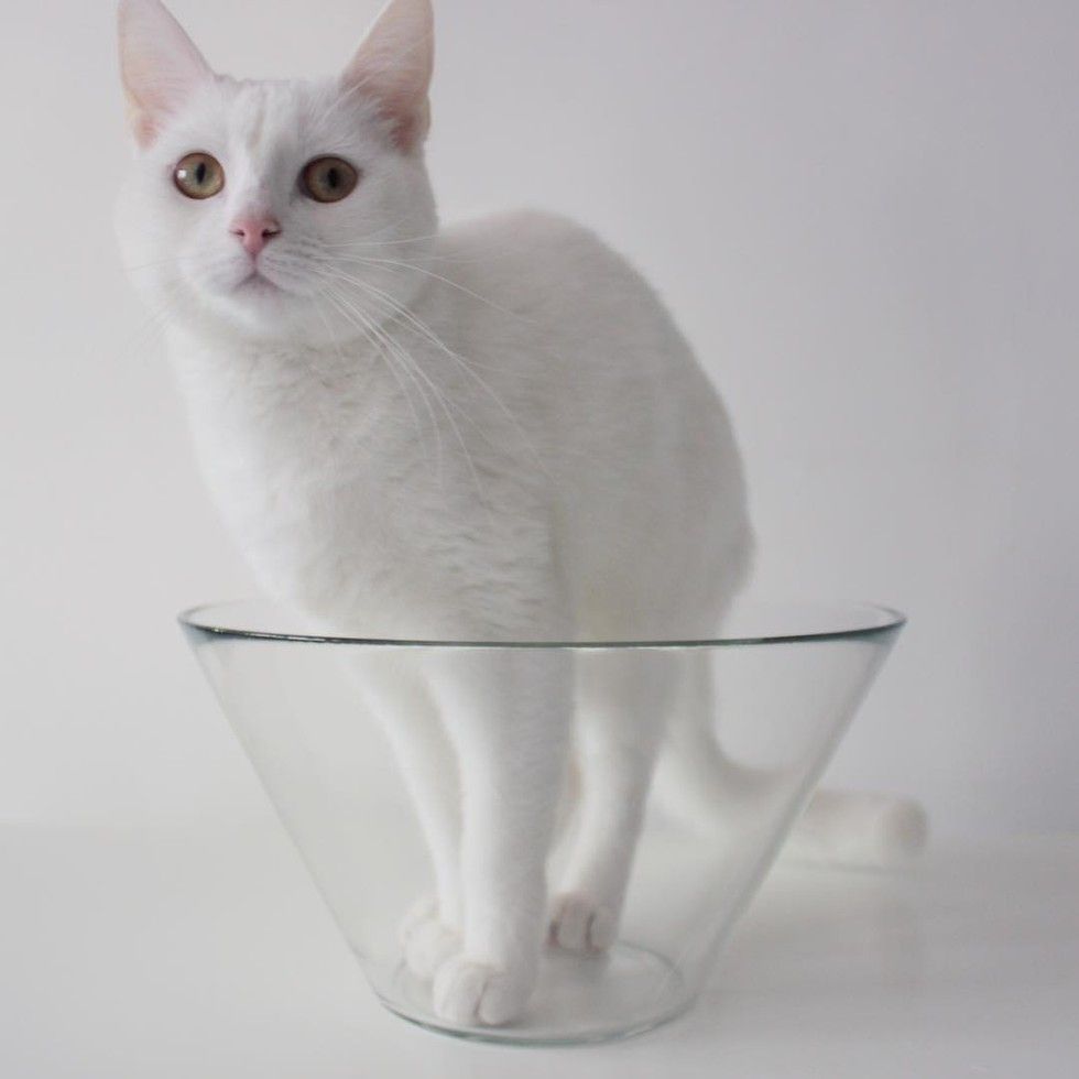white cat loves sleeping in glass bowl