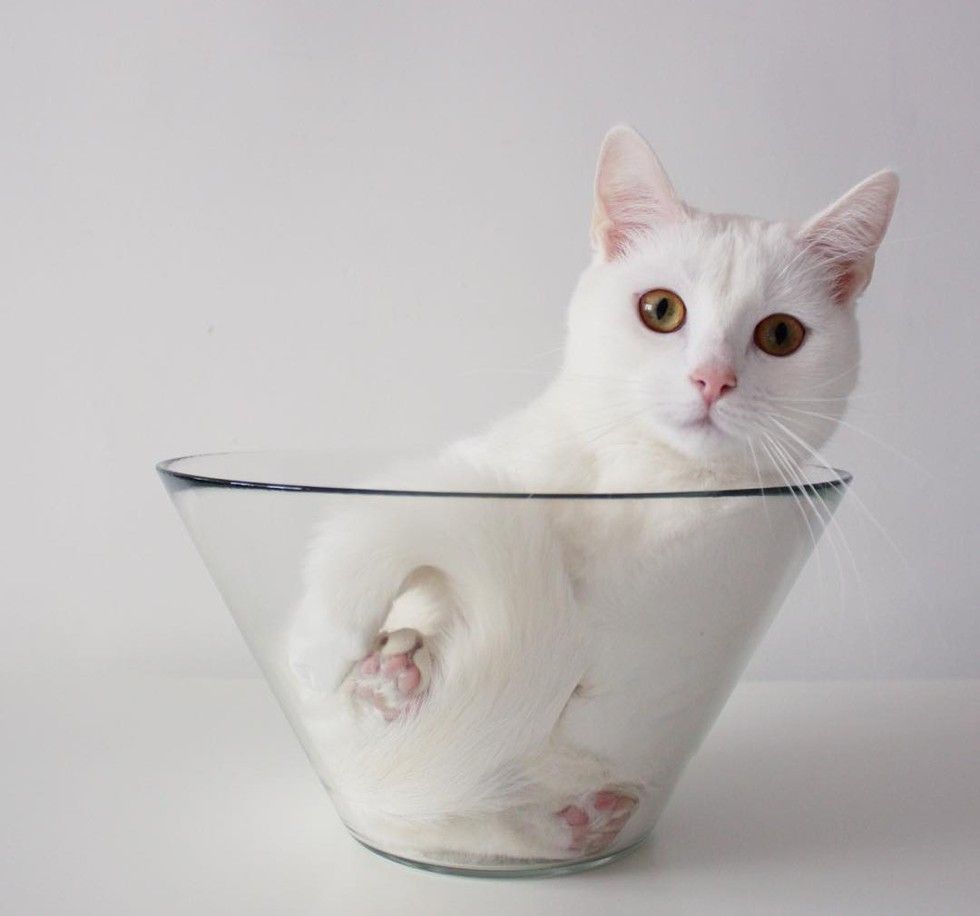 white cat loves sleeping in glass bowl