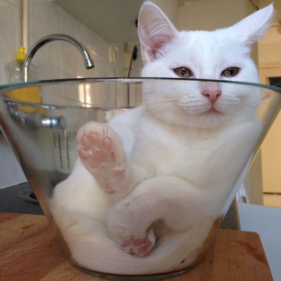 white cat loves sleeping in glass bowl