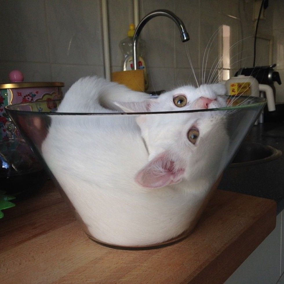 white cat loves sleeping in glass bowl