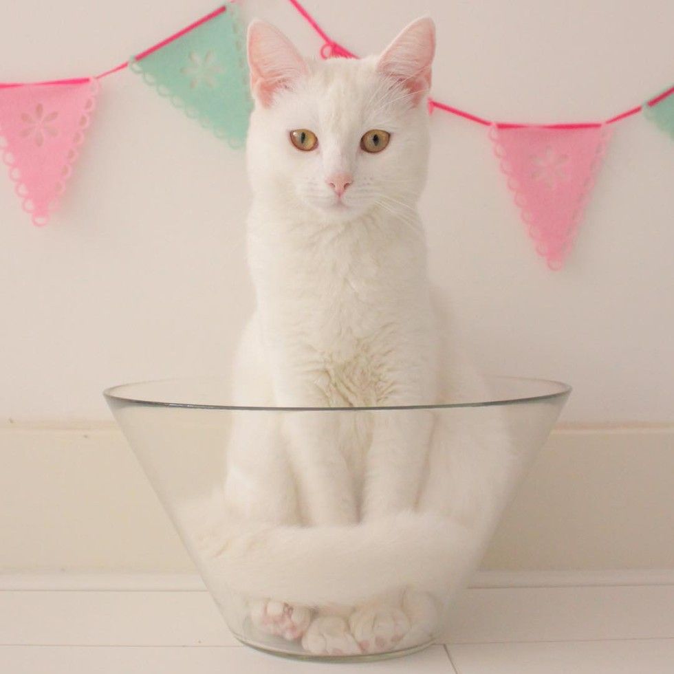 white cat loves sleeping in glass bowl