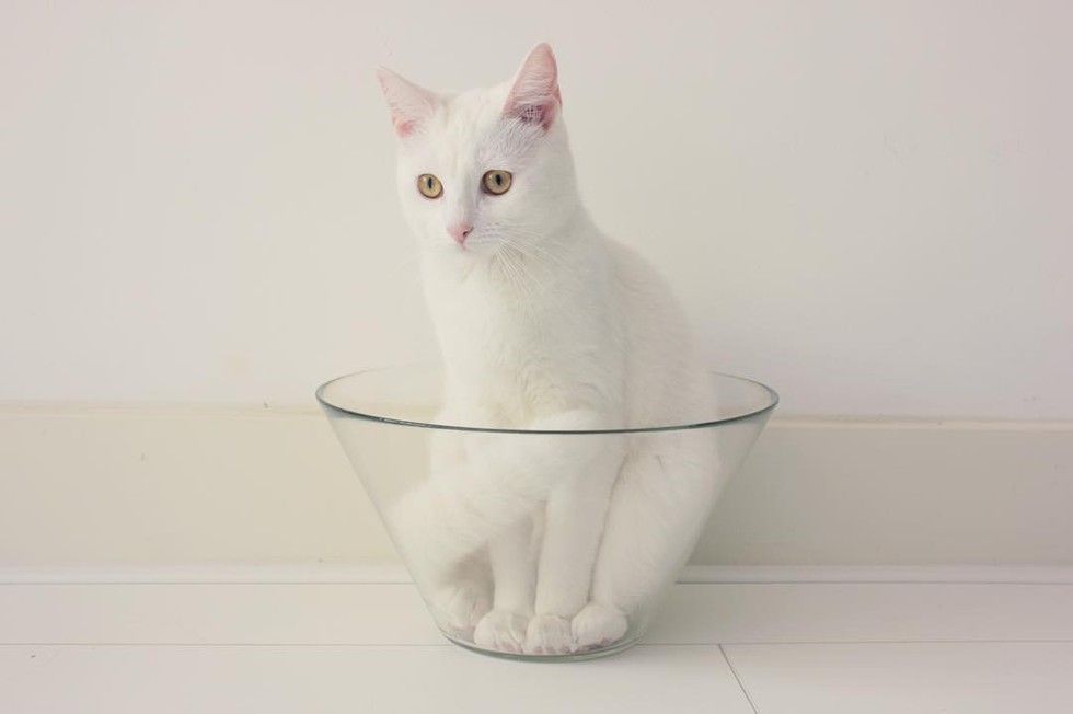 white cat loves sleeping in glass bowl