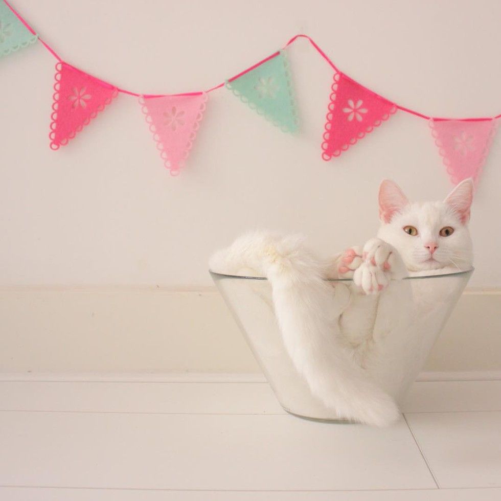 white cat loves sleeping in glass bowl