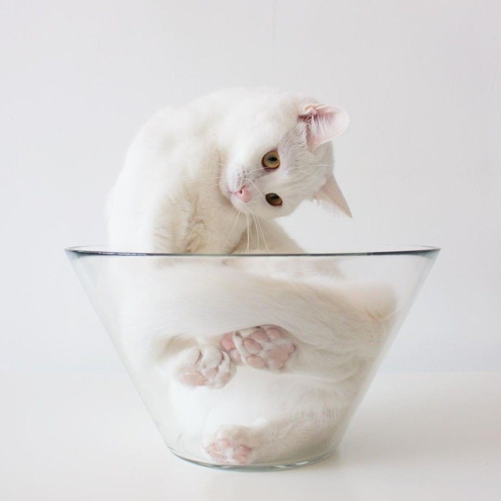 white cat loves sleeping in glass bowl