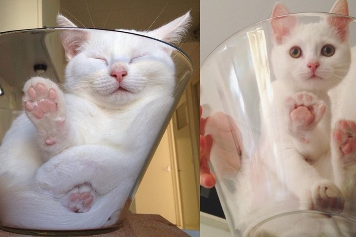 white cat loves sleeping in glass bowl