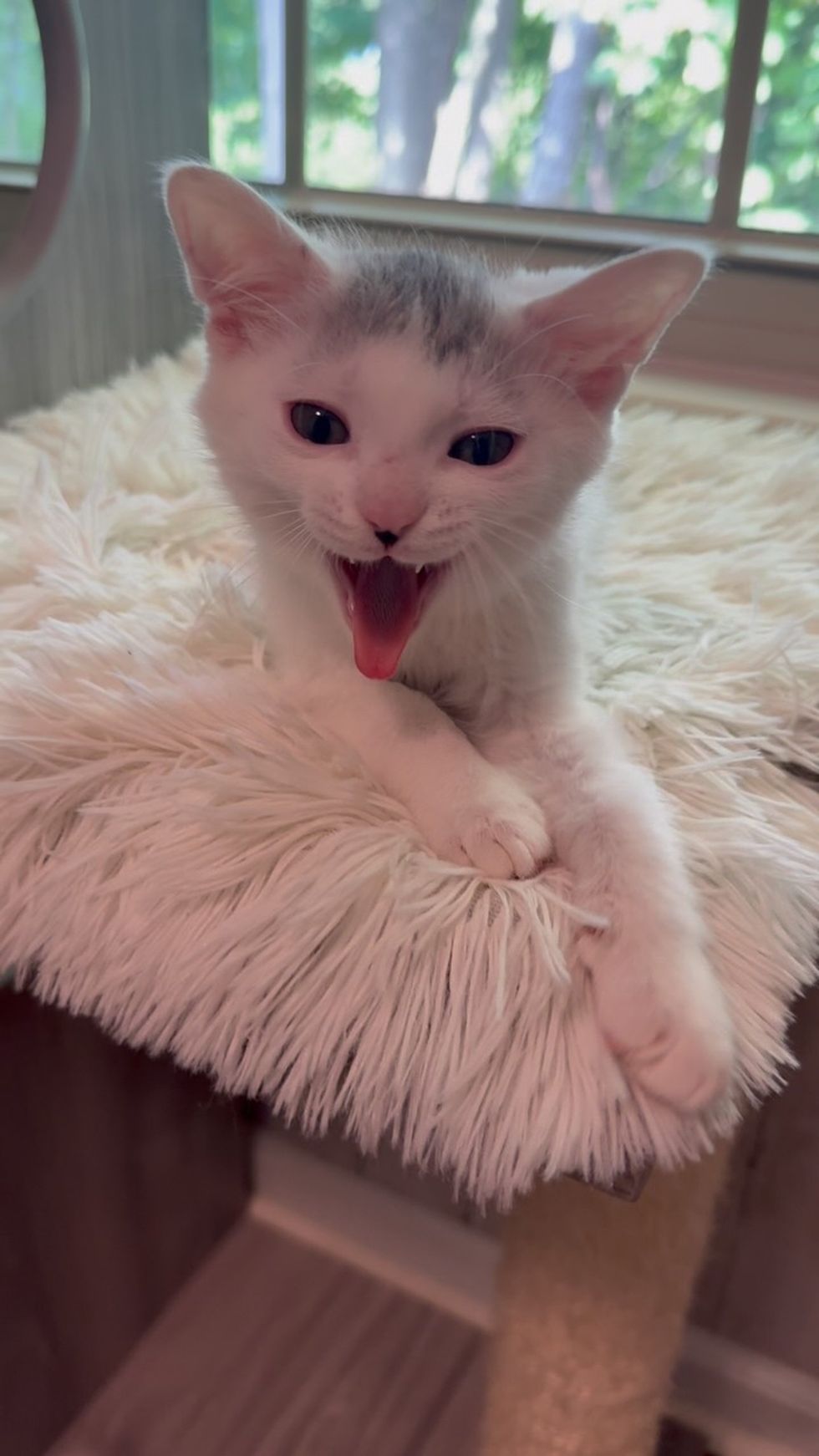 White kitten mid-meow with mouth open wide, paws stretched forward on a fluffy rug cat tree.