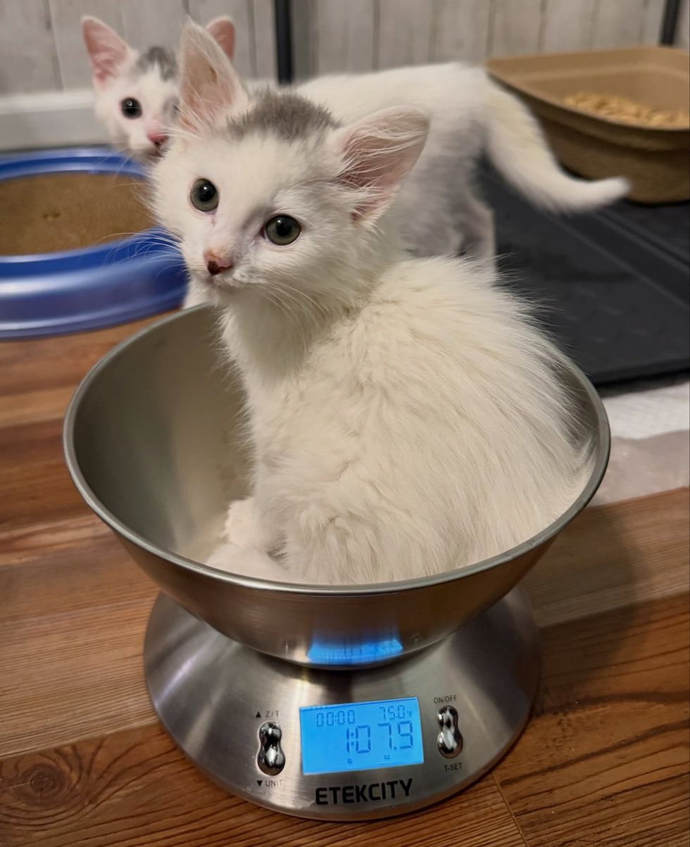 White kitten sitting inside a metal mixing bowl on top of a digital kitchen scale for a weight check.