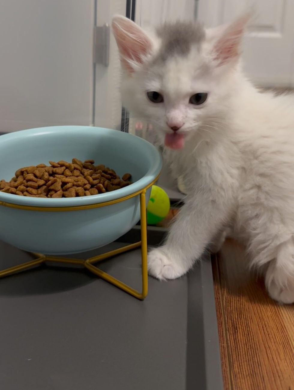 White kitten with tongue out standing next to a raised bowl of kibble.
