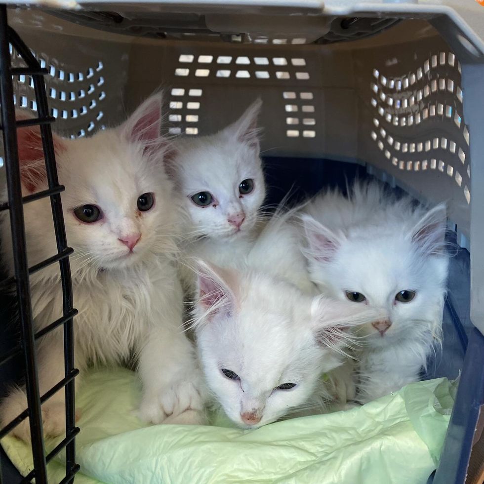 white stray kittens