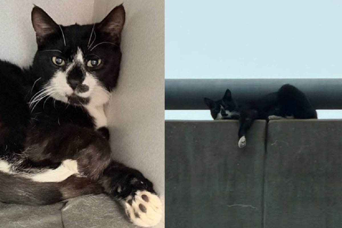 Cat Rescued by First Responders From NYC Bridge Now Refuses to Drink Water Without One Paw in the Bowl