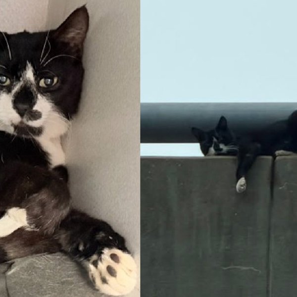 Cat Rescued by First Responders From NYC Bridge Now Refuses to Drink Water Without One Paw in the Bowl