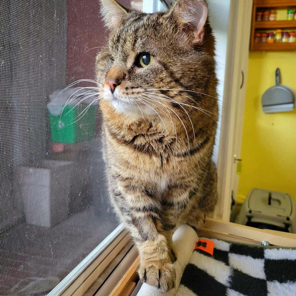 window cat tabby
