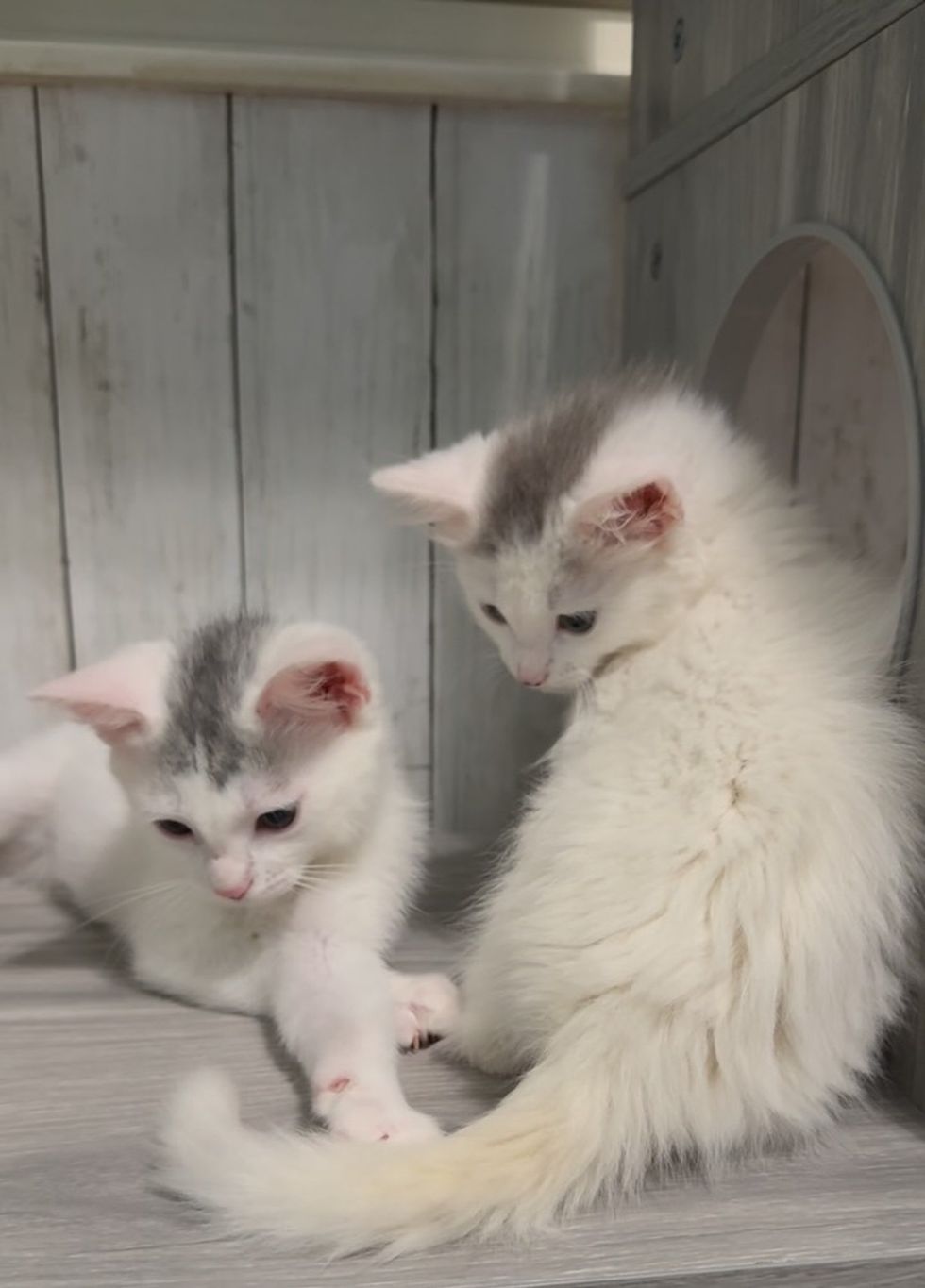 wo white and gray kittens sitting close together, ears perked and alert.