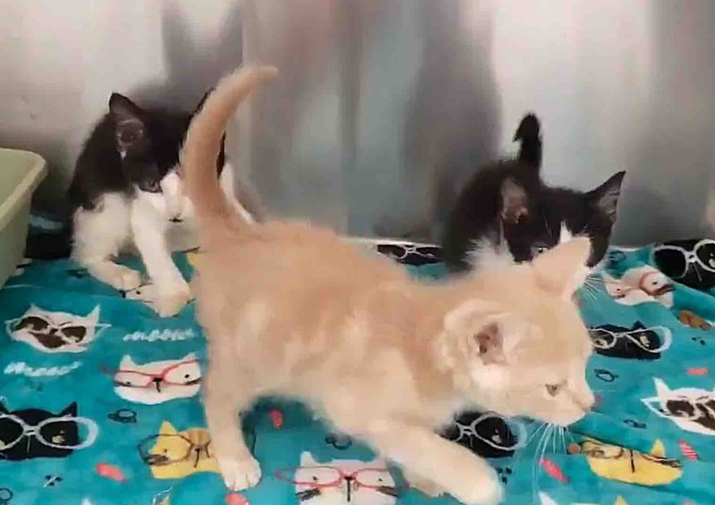wobbly kittens clinic