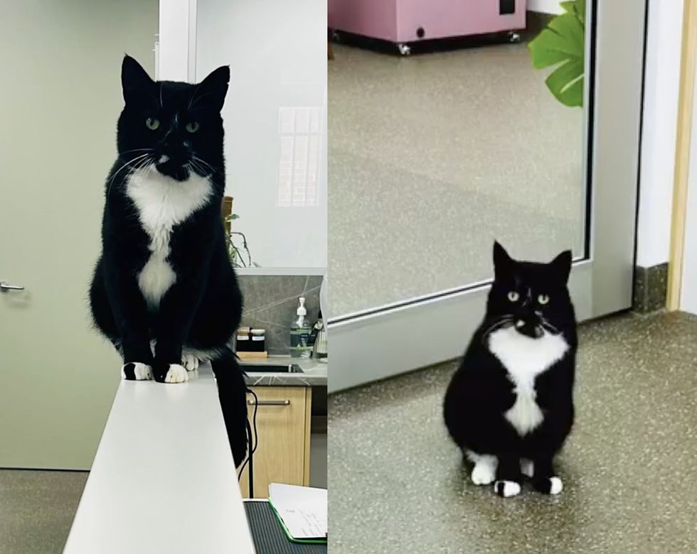 working cat vet office