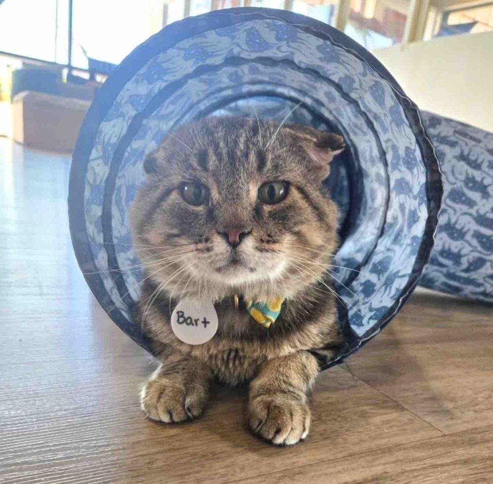 wrinkled ears cat playful