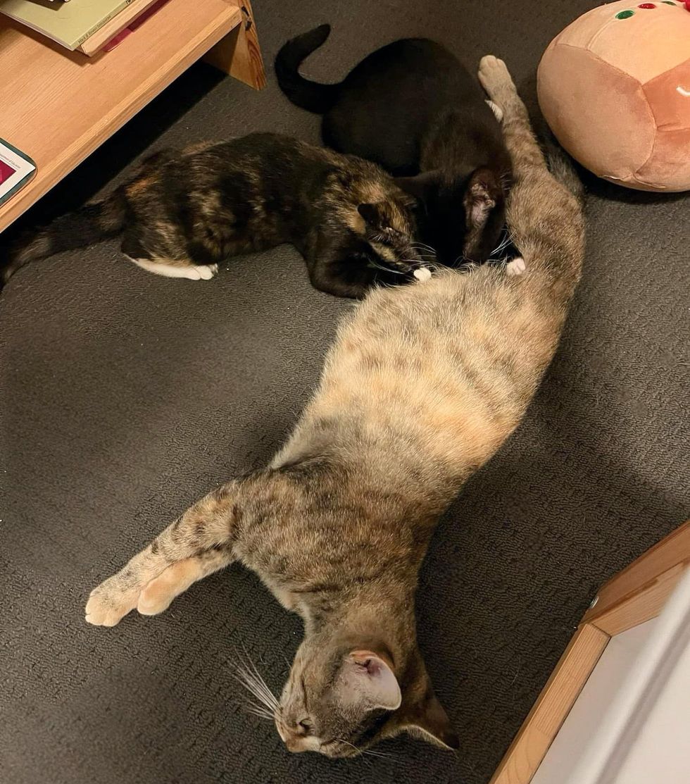 young cat nursing kittens