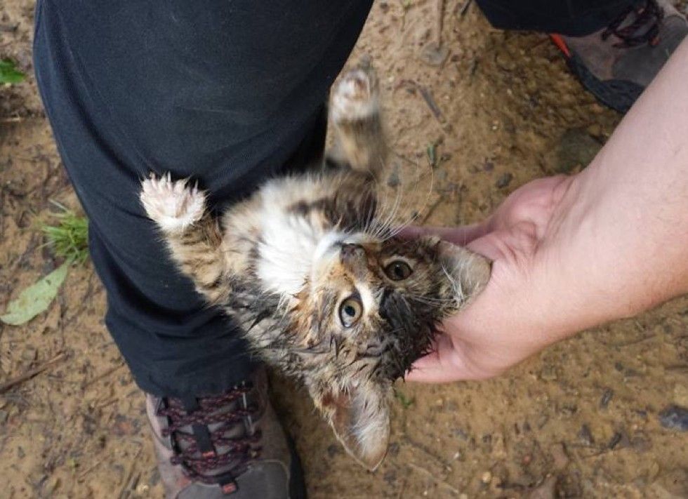young man rescues stray kitten from woods