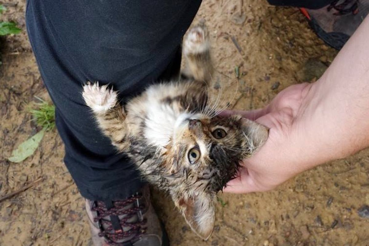 young man rescues stray kitten from woods