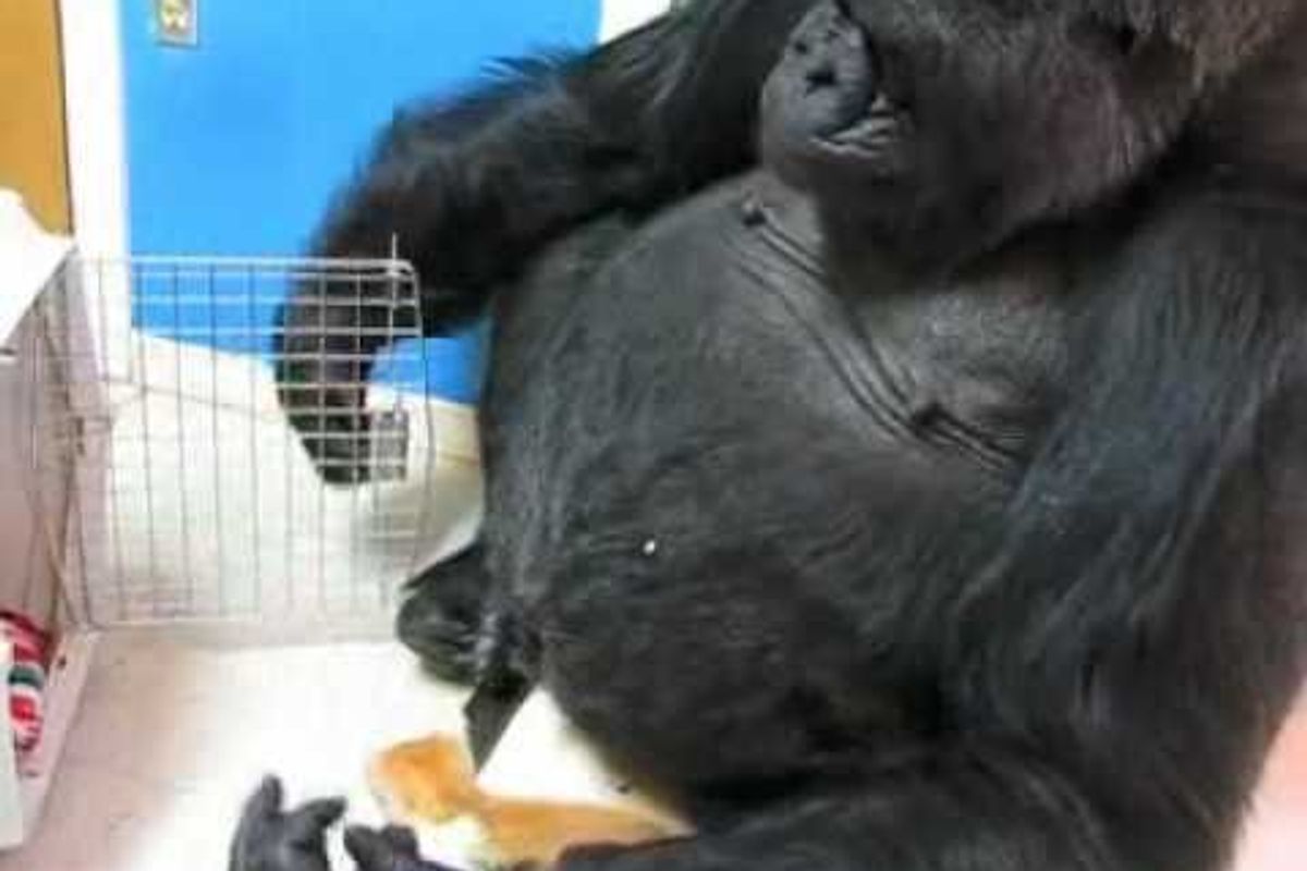 Koko the Gorilla Gets a Kitty Visit